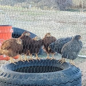 Meet your Posher, Cheyanne